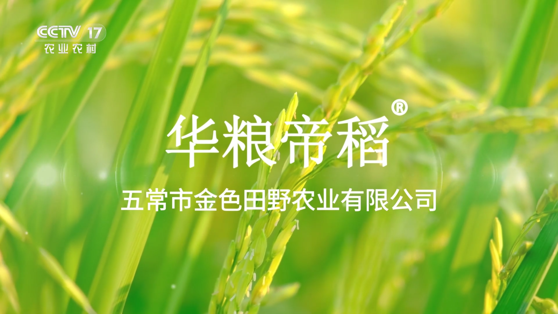 五常市金色田野农业有限公司